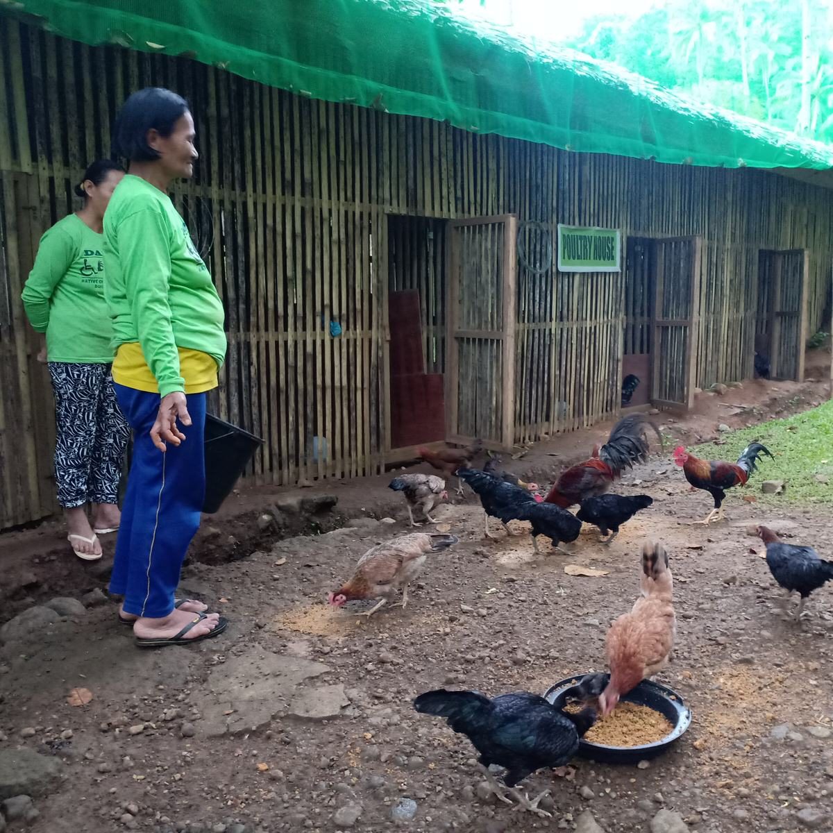 Philippine Native Chicken Farming 8470